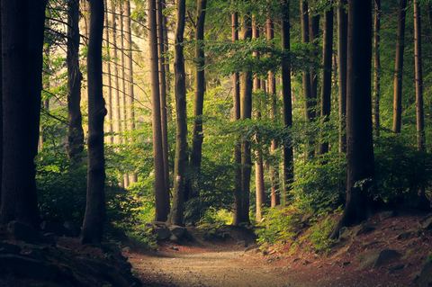 Forest reel